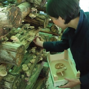 woman collecting mushroons