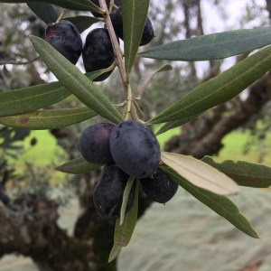 Olive oil farm Tour