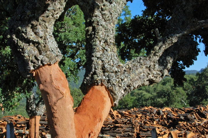 Cork tour portugal