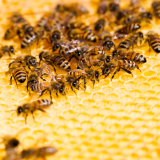 beekeeping-experience-sintra-lisbon