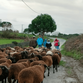 The Shepherd's Cheese Experience