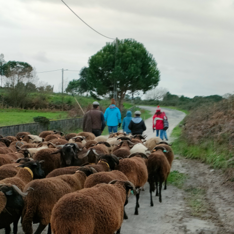 The Shepherd's Cheese Experience