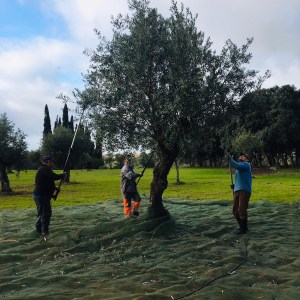 olive oil farm tour