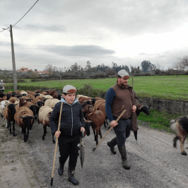 The Shepherd's Cheese Experience