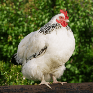 Autochthonous Breeds Farm Tour