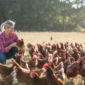 Tours in porto, Autochthonous Breeds Farm Tour