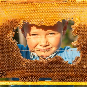 a boy and bee