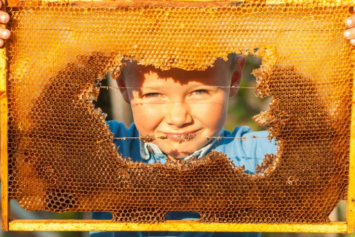 a boy and bee