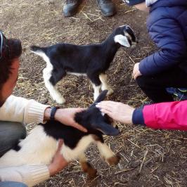 Follow the Shepherd tour