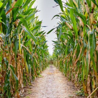 Corn Farm