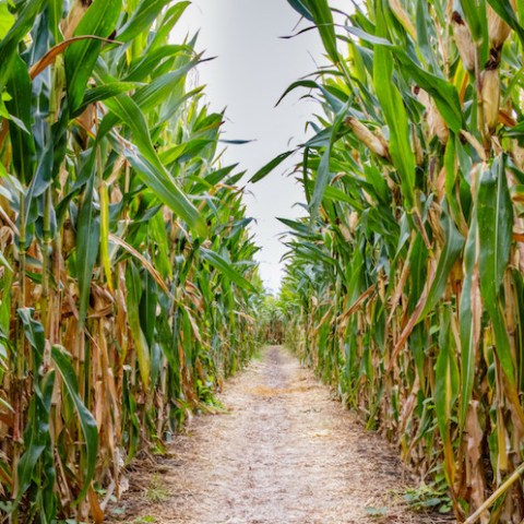 Corn Farm