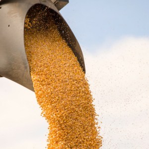 Corn Farm Experience