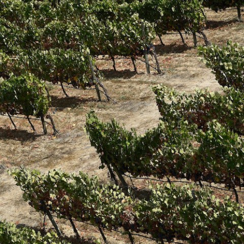 Douro Wine valley in porto