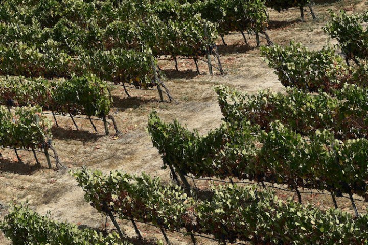 Douro Wine valley in porto