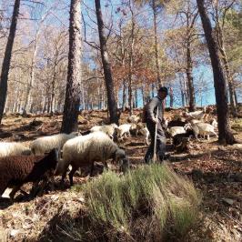 Follow the Shepherd tour in portugal