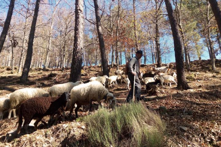 Follow the Shepherd tour in portugal