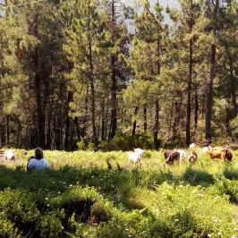 Follow the Shepherd tour