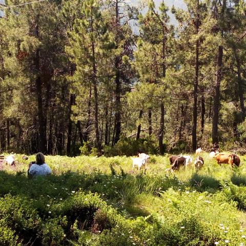 Follow the Shepherd tour