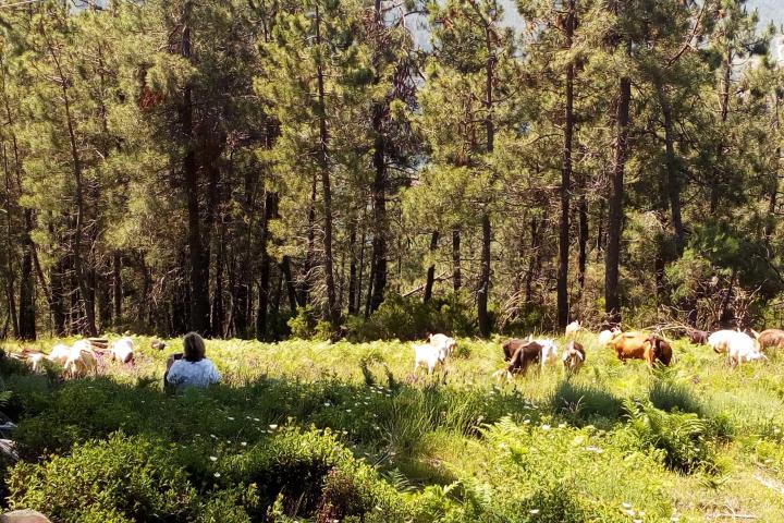 Follow the Shepherd tour