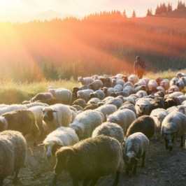 Follow the Shepherd tour