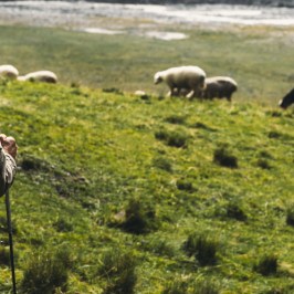 Follow the Shepherd tour