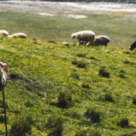 Follow the Shepherd tour