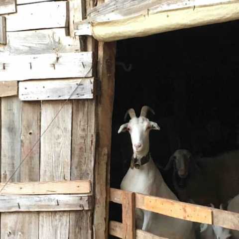 Serra da estrela tours