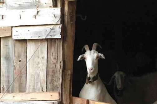 Serra da estrela tours
