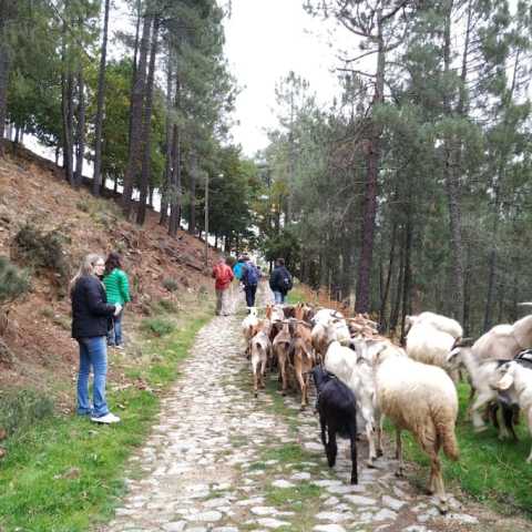 Serra da estrela tours