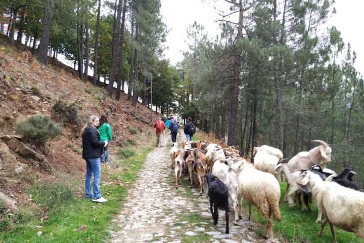 Serra da estrela tours