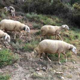 Serra da Estrela Tours