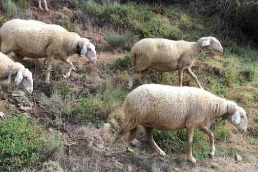 Serra da Estrela Tours