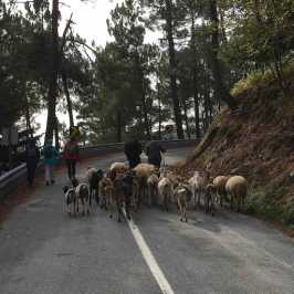 Serra da estrela tours