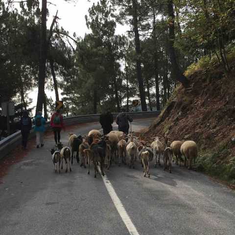 Serra da estrela tours