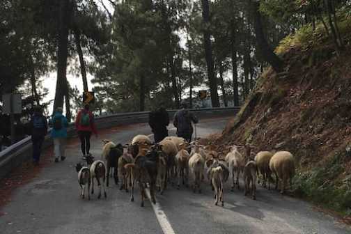 Serra da estrela tours