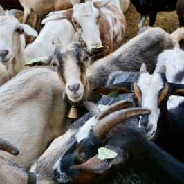 Serra da estrela tours