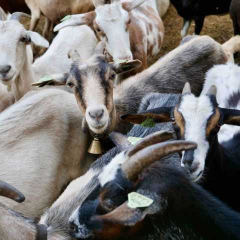 Serra da estrela tours