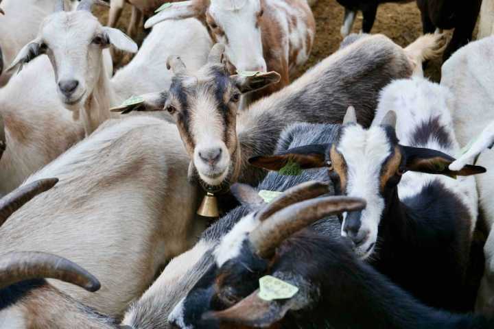 Serra da estrela tours