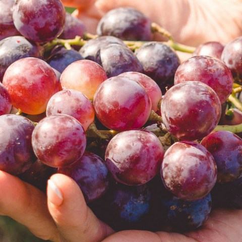Grapes wine tasting in lisbon