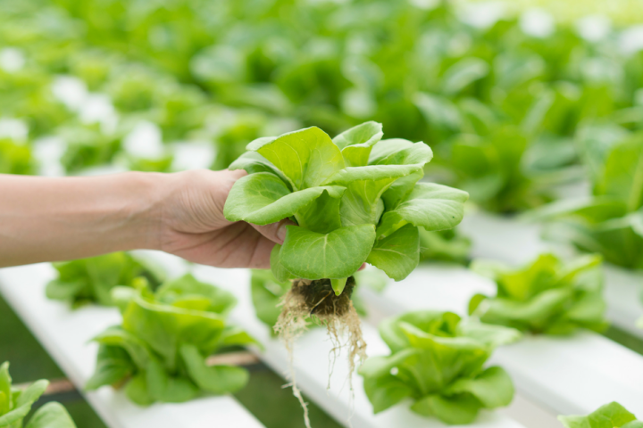 Hydroponic Farm Tour