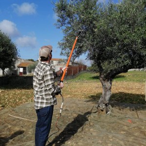 olive oil farm tour