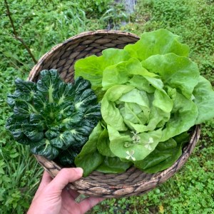 organic farm tours