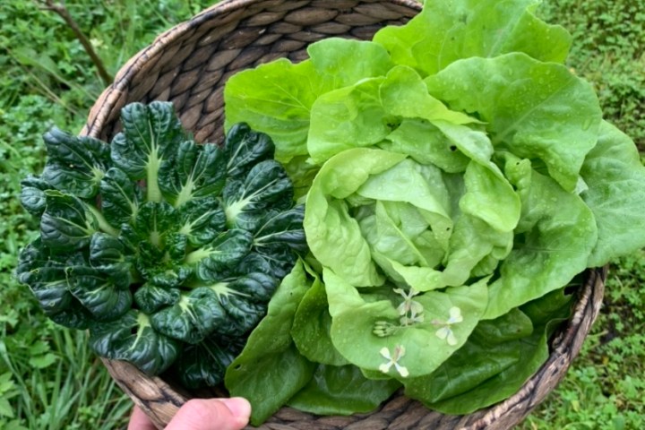 organic farm tours