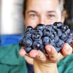 vineyard tour portugal