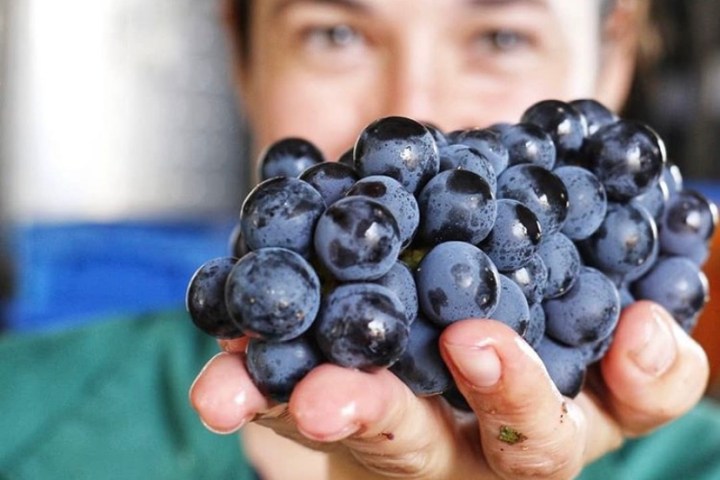 vineyard tour portugal