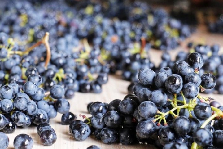 vineyard tour portugal