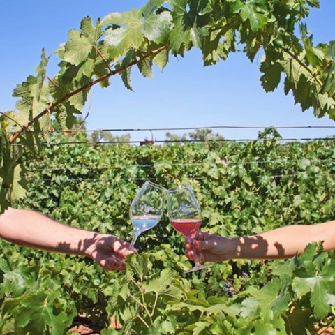 vineyard tour portugal