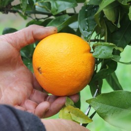 orange farm tour in Aveiro