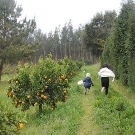 enjoy the orange farm tour