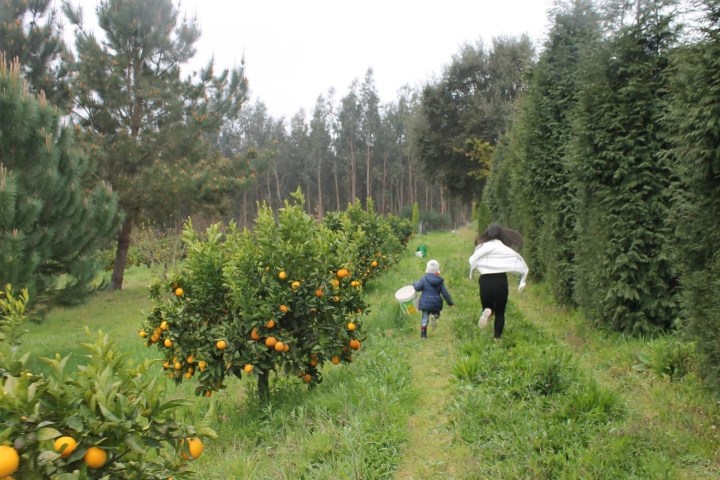 enjoy the orange farm tour